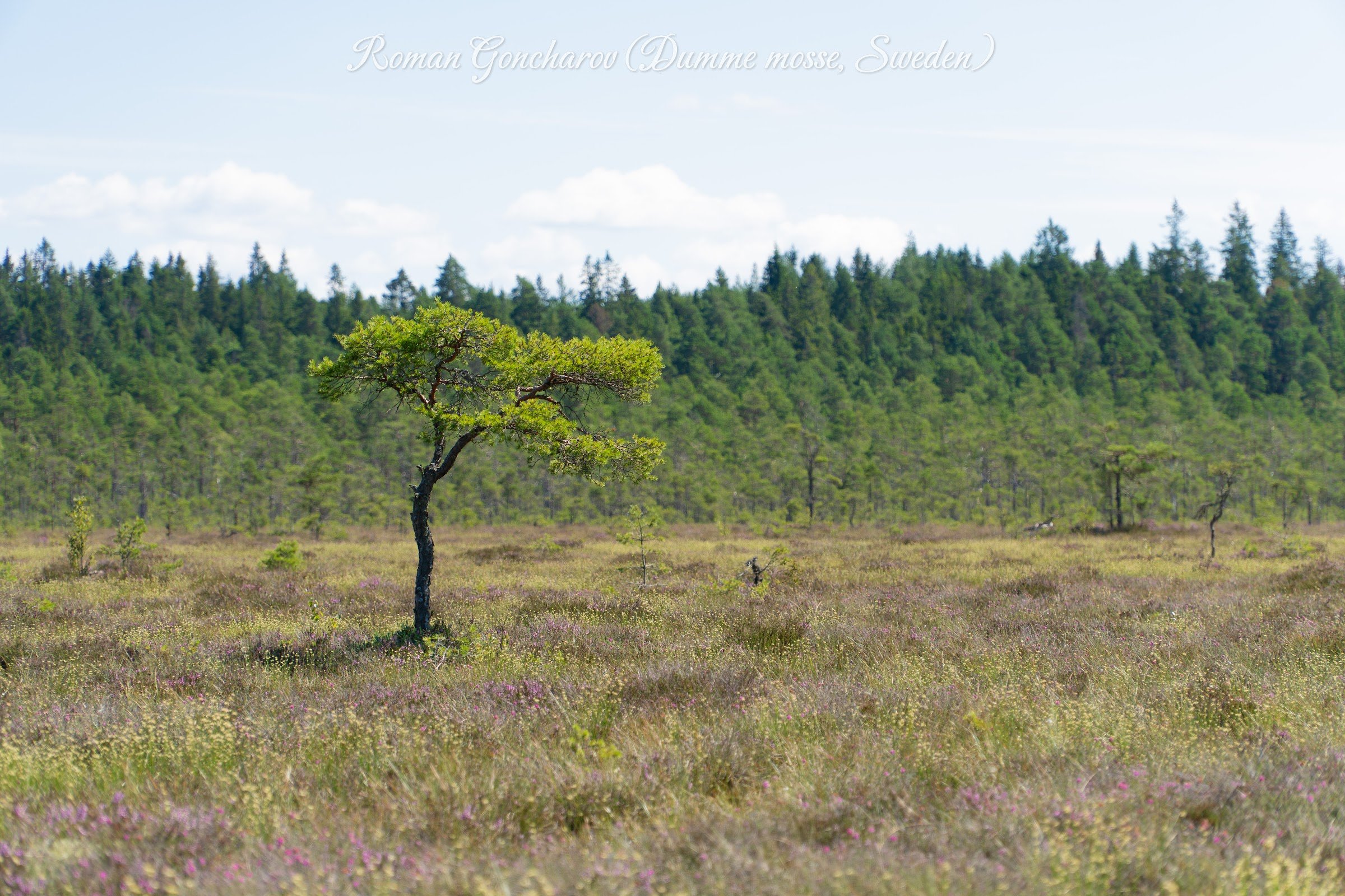 Dumme mosse (Dumme Mosse Nature Reserve)